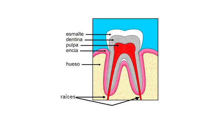 partes del diente